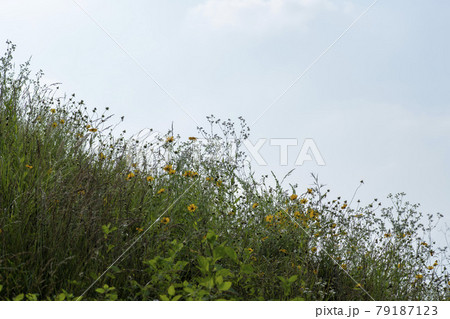 グァンゴクジ スポット 花 79187123