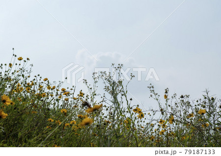 グァンゴクジ スポット 花 79187133