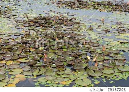 池 グァンゴクジ 花 79187298