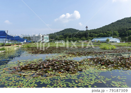 風景 池 グァンゴクジ 79187309
