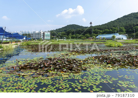 風景 池 グァンゴクジ 79187310