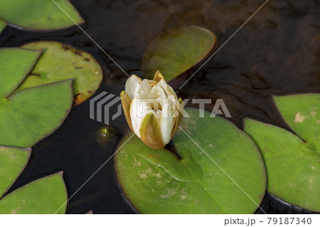 池 グァンゴクジ 花 79187340