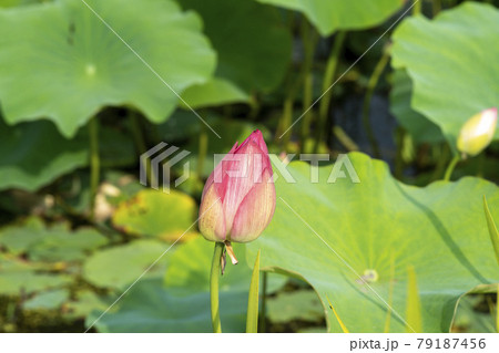 植物 花 蓮 79187456