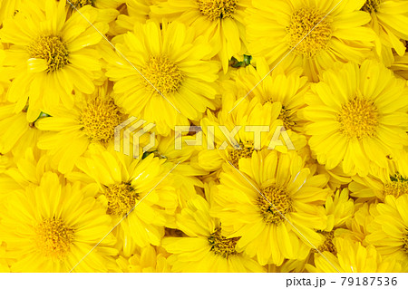 Closed up of yellow color Chrysanthemum flower pattern background Closed up of yellow color Chrysanthemum flower pattern background 79187536