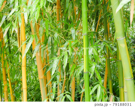 竹林2　キンメイチクとギンメイチク 79188031