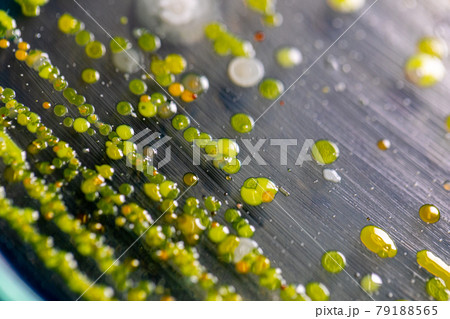Backgrounds of Characteristics and Different shaped Colony of Bacteria and Mold growing on agar plates from Soil samples for education in Microbiology laboratory. Backgrounds of Characteristics and Different shaped Colony of Bacteria and Mold growing on agar plates from Soil samples for education in Microbiology laboratory. 79188565