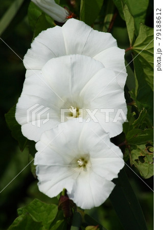 field bindweed (Convolvulus arvensis) field bindweed (Convolvulus arvensis) 79188612