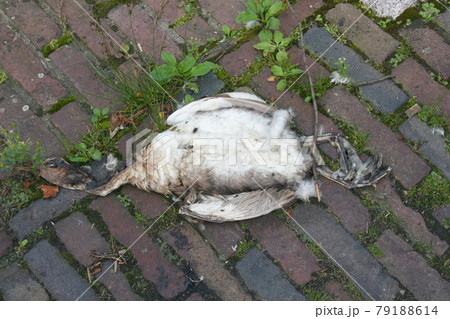 seagull  (Larus argentatus) 79188614