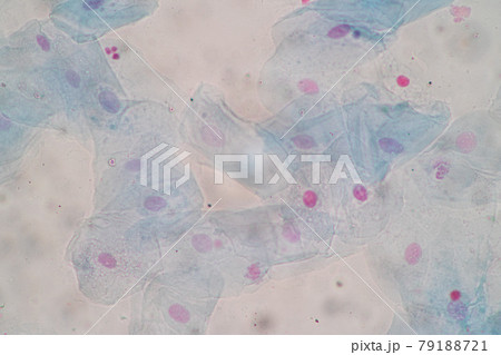 Characteristics of anatomy and Histological sample Squamous epithelial cells under microscope, Human and isolated Cell. Characteristics of anatomy and Histological sample Squamous epithelial cells under microscope, Human and isolated Cell. 79188721
