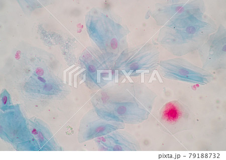 Characteristics of anatomy and Histological sample Squamous epithelial cells under microscope, Human and isolated Cell. 79188732