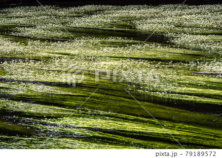 Flowering plant of the river water-crowfoot, Ranunculus fluitans at Leutstetten, Bavaria in Germany Flowering plant of the river water-crowfoot, Ranunculus fluitans at Leutstetten, Bavaria in Germany 79189572