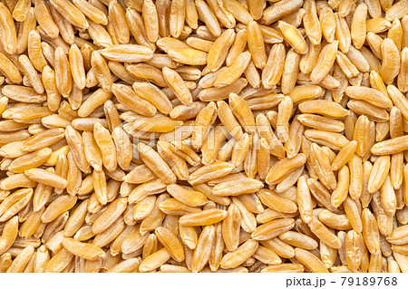 background - many Kamut Khorasan wheat grains 79189768