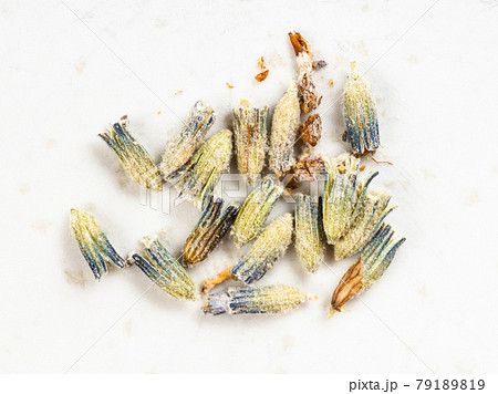 several old dried lavender flowers closeup on gray 79189819