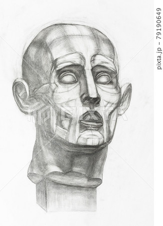 gypsum ecorche head hand-drawn by pencil 79190649