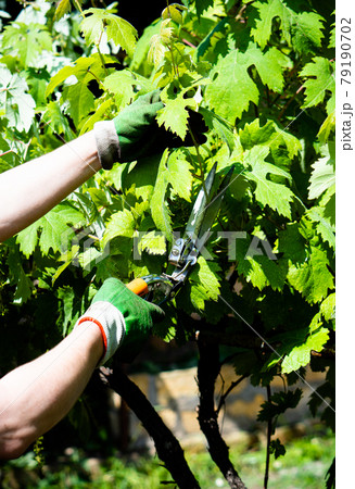 Gardener man's hands in gloves pruning grapes 79190702