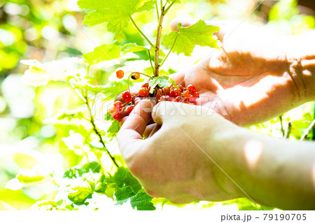 Man's hand holding natural red currants on a branch in the garden 79190705