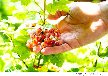 Man's hand holding natural red currants on a branch in the garden Man's hand holding natural red currants on a branch in the garden 79190707