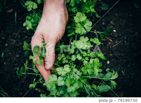 Male gardener treats a garden bed with parsley, growing greenery in the garden 79190730