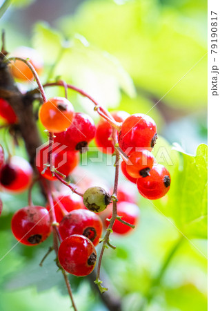Natural red currants on a branch in the garden 79190817