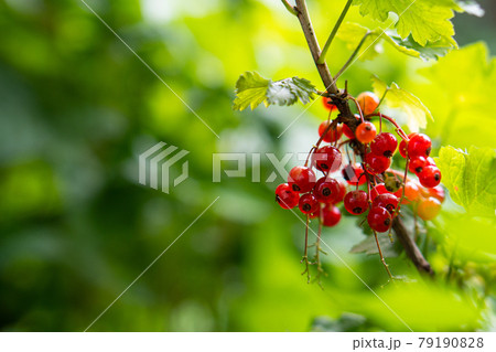 Natural red currants on a branch in the garden 79190828