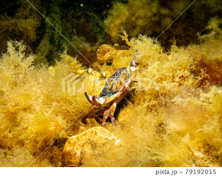 An orange crab in yellow seaweed. Scuba diving in Oresund, the water between Sweden and Denmark 79192015