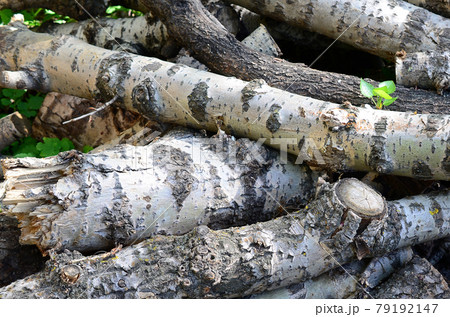 Closeup of firewood from old poplar with rough white bark 79192147