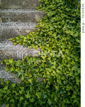 Ivy covering the side of the stairs 79192636