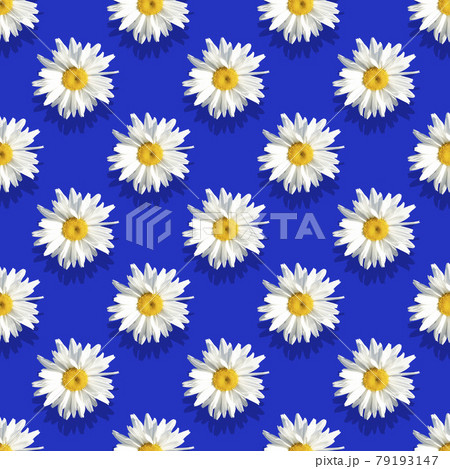 Seamless pattern, chamomile on a blue background. Advertising, postcard. banner. Simple drawing for any surface design. Seamless pattern, chamomile on a blue background. Advertising, postcard. banner. Simple drawing for any surface design. 79193147