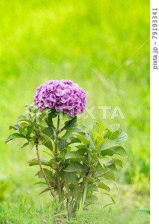 ぼかした背景に1本の赤紫の花を紫陽花の写真素材