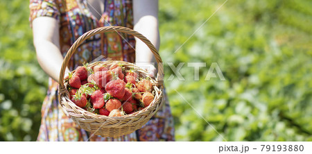 Asian beautiful woman is picking strawberry in the fruit garden on a sunny day. Fresh ripe organic strawberries in a wooden basket, Filling up a basket full of fruit. Outdoor seasonal fruit picking. Asian beautiful woman is picking strawberry in the fruit garden on a sunny day. Fresh ripe organic strawberries in a wooden basket, Filling up a basket full of fruit. Outdoor seasonal fruit picking. 79193880