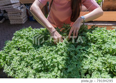 Woman chosing the plant pot in the garden Woman chosing the plant pot in the garden 79194295
