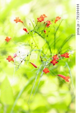 緑色の背景に紅色の花が飛び出すように咲く花丁字 79194444