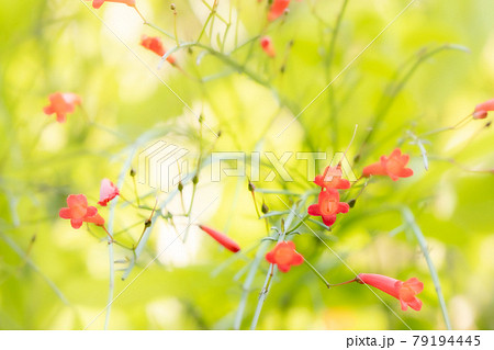 黄緑色の背景に紅色の花が飛び出すように咲く花丁字 黄緑色の背景に紅色の花が飛び出すように咲く花丁字 79194445