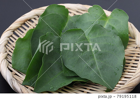 オカワカメ　宮城県丸森町産 79195118