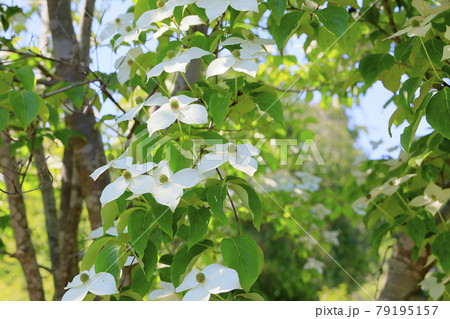 滝谷花菖蒲園　満開の花菖蒲と紫陽花 79195157