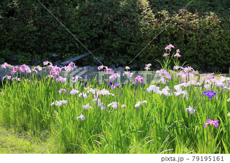 滝谷花菖蒲園 満開の花菖蒲と紫陽花の写真素材
