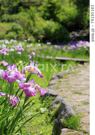 滝谷花菖蒲園　満開の花菖蒲と紫陽花 79195165