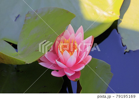 滝谷花菖蒲園 満開の花菖蒲と紫陽花 滝谷花菖蒲園 満開の花菖蒲と紫陽花 79195169