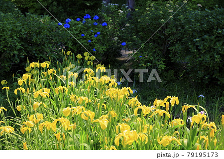 滝谷花菖蒲園 満開の花菖蒲と紫陽花の写真素材