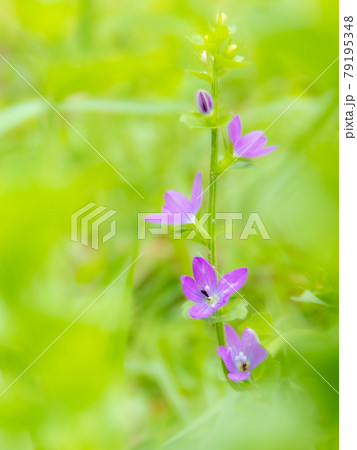 黄緑色の背景に赤紫色の花を段違いに咲かせる桔梗草 79195348