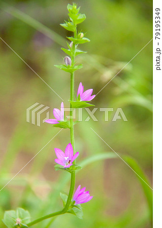 明るい背景に赤紫色の花を段違いに咲かせる桔梗草 明るい背景に赤紫色の花を段違いに咲かせる桔梗草 79195349