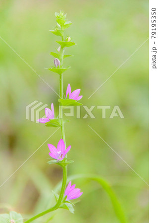 緑色の背景に淡い紫色の花を段違いに咲かせる桔梗草 緑色の背景に淡い紫色の花を段違いに咲かせる桔梗草 79195350