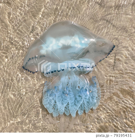 A large jellyfish swims on the seashore on a sunny clear day 79195431