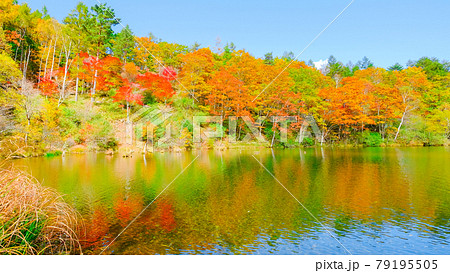 八千穂高原自然園（秋）：遊亀湖 79195505