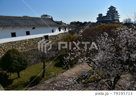 日本の兵庫県の姫路市 世界遺産で国宝でもある姫路城 春の桜と青空と立派な天守閣 日本の兵庫県の姫路市 世界遺産で国宝でもある姫路城 春の桜と青空と立派な天守閣 79195713