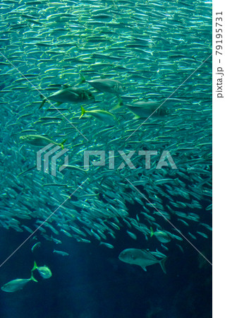 水族館で涼む 水族館で涼む 79195731