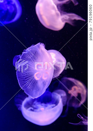 水族館で涼む 79196060