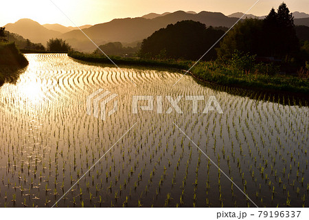宇陀安田の棚田 79196337