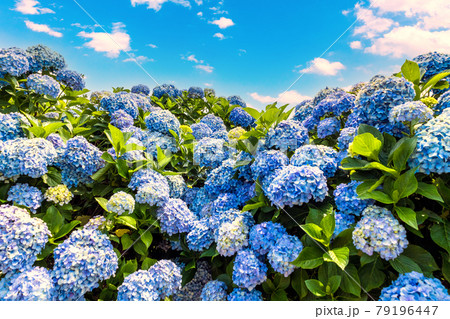 青紫陽花と青空 79196447
