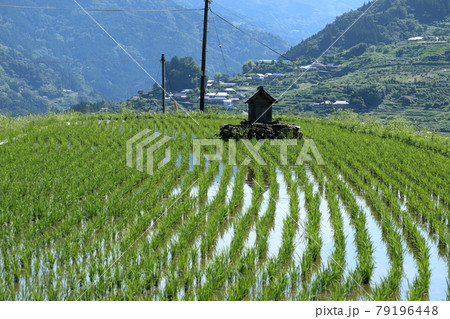 八畝の棚田と祠　苗の緑　（高知県　大豊町） 79196448